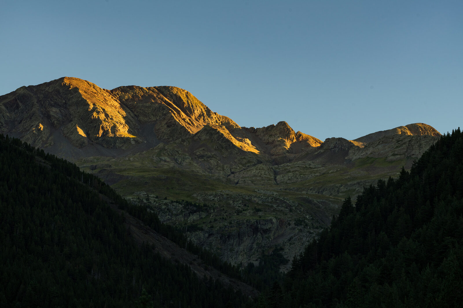 Alpine meadow of wildflowers under Pyrenean peaks in early summer